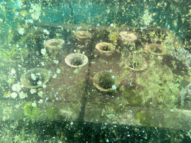 vasi di basilico giardino di nemo noli