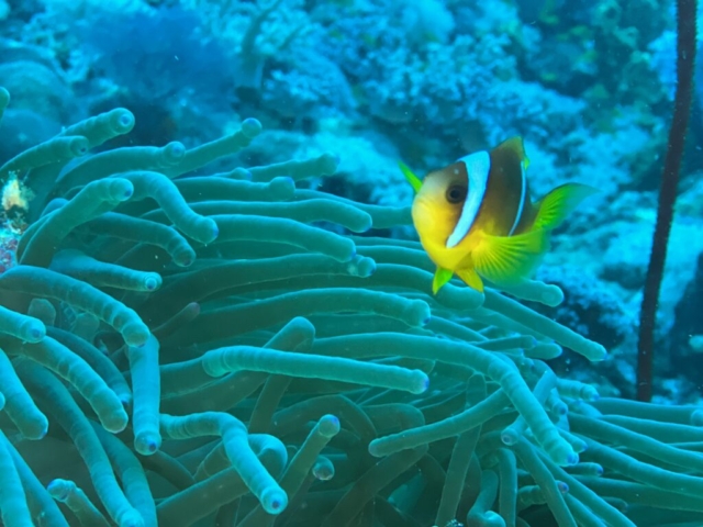 Nemo