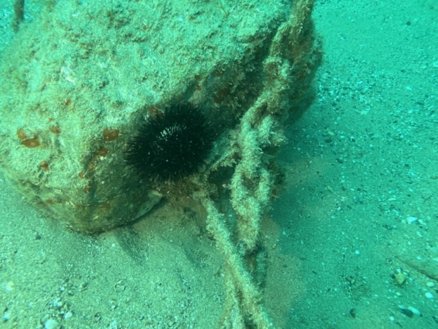 riccio di mare