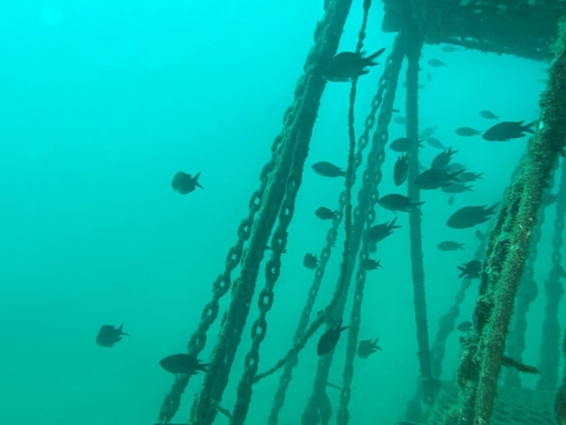 nemo garden